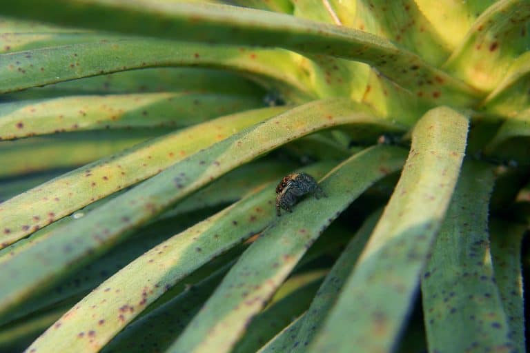 Spider on the Curve leaf yucca plant - background, Don't Let Black Spots Bring Your Yucca Plant Down: Tips and Tricks for a Healthy Plant