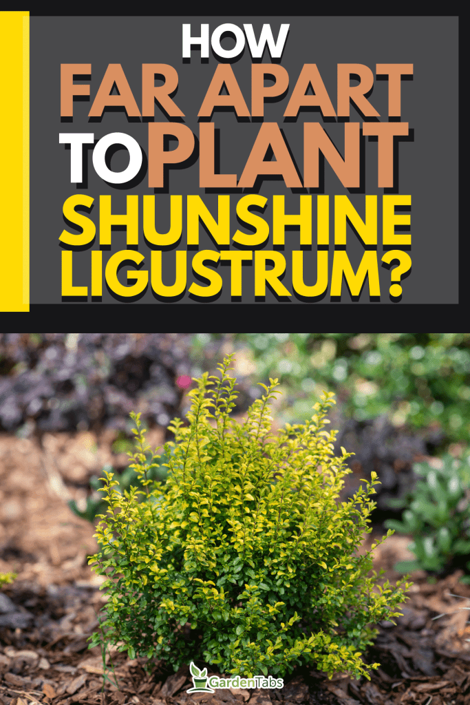 Sunshine ligustrum well spacing, Sunshine Ligustrum Spacing: How Far Apart Should They Be Planted?