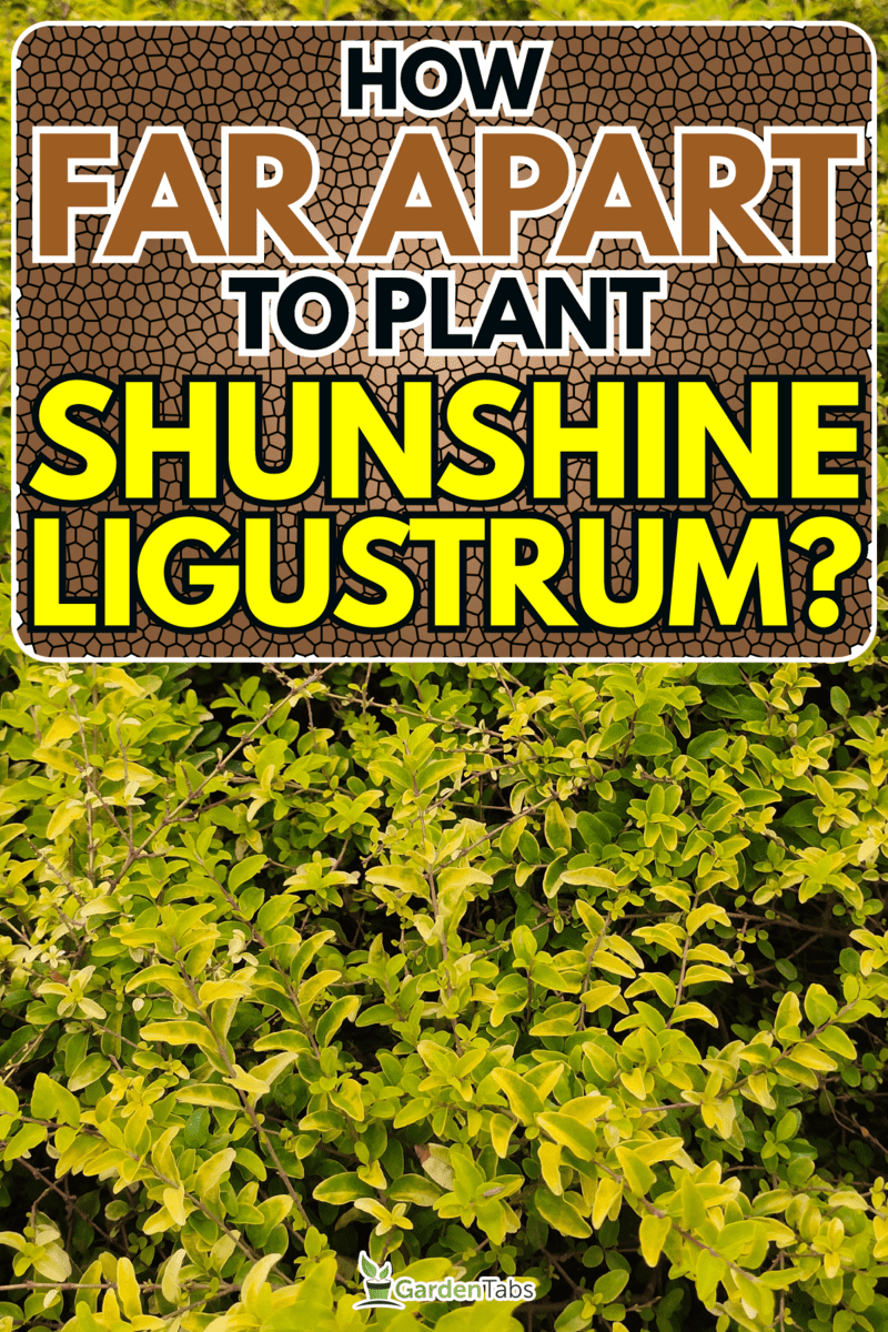 Sunshine-Ligustrum-Spacing-How-Far-Apart-Should-They-Be-Planted5