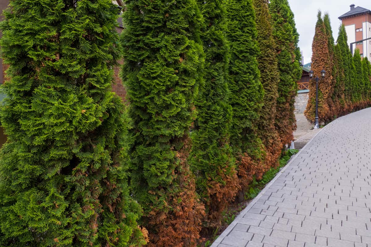 Tall arborvitaes planted on the side of the driveway