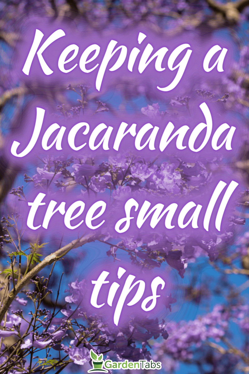 The Art Of Keeping A Jacaranda Tree Small: Tips And Tricks