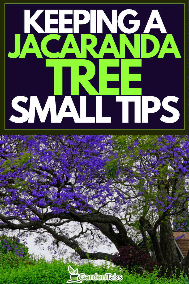 A purple tropical Jacaranda tree (Jacaranda mimosifolia), The Art Of Keeping A Jacaranda Tree Small: Tips And Tricks