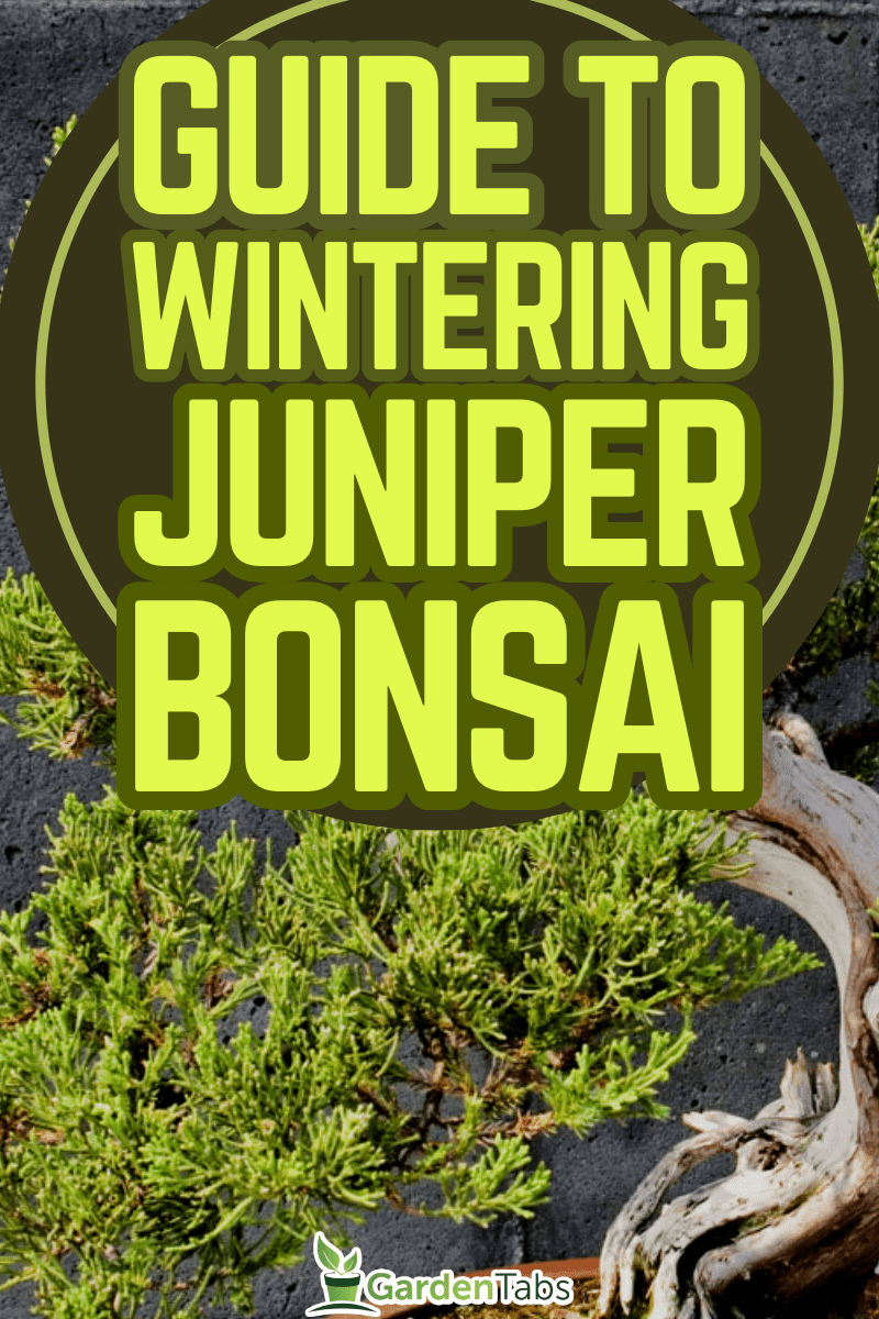 The Ultimate Guide to Wintering Juniper Bonsai