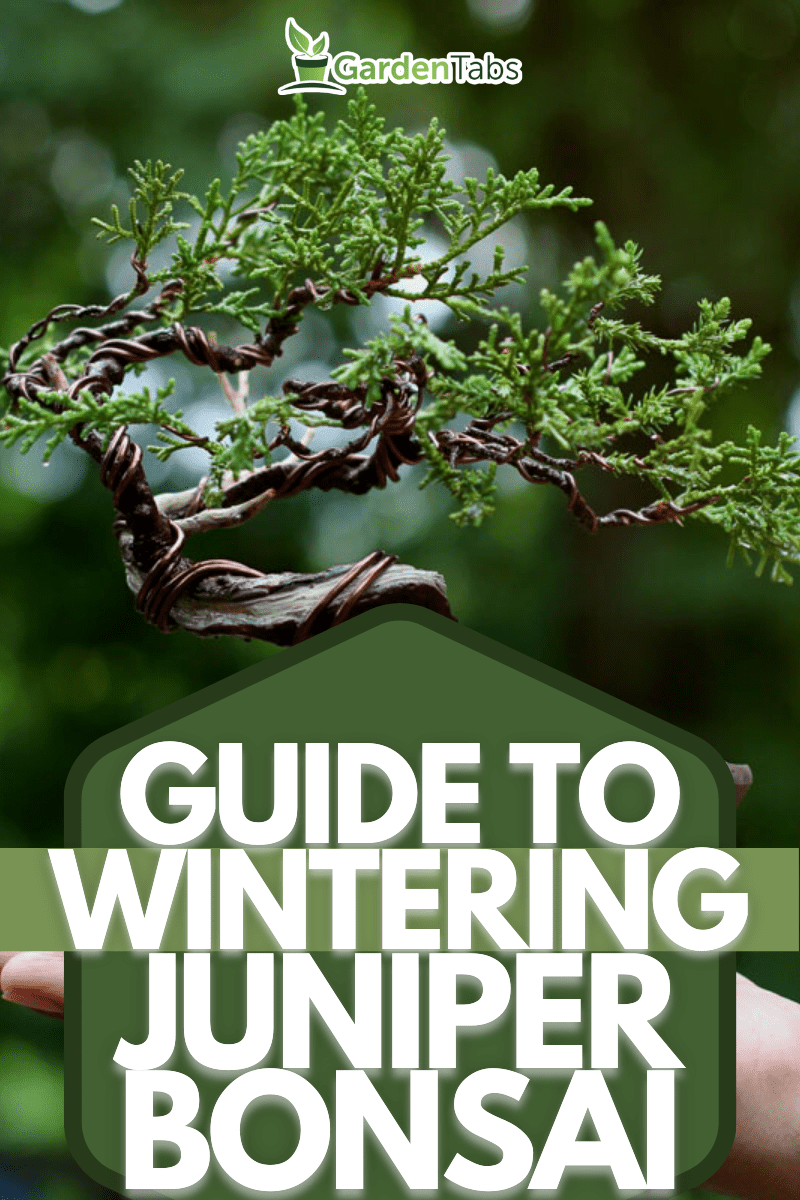 The Ultimate Guide to Wintering Juniper Bonsai
