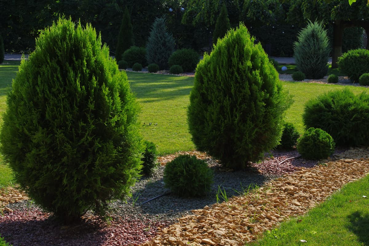 Two small arborvitaes planted on a garden planters filled with mulch