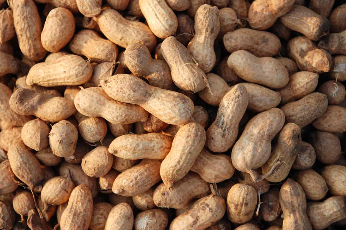 Up close photo of fresh harvested peanuts, Peanuts 101: How Long Does It Take To Grow These Nutty Delights?