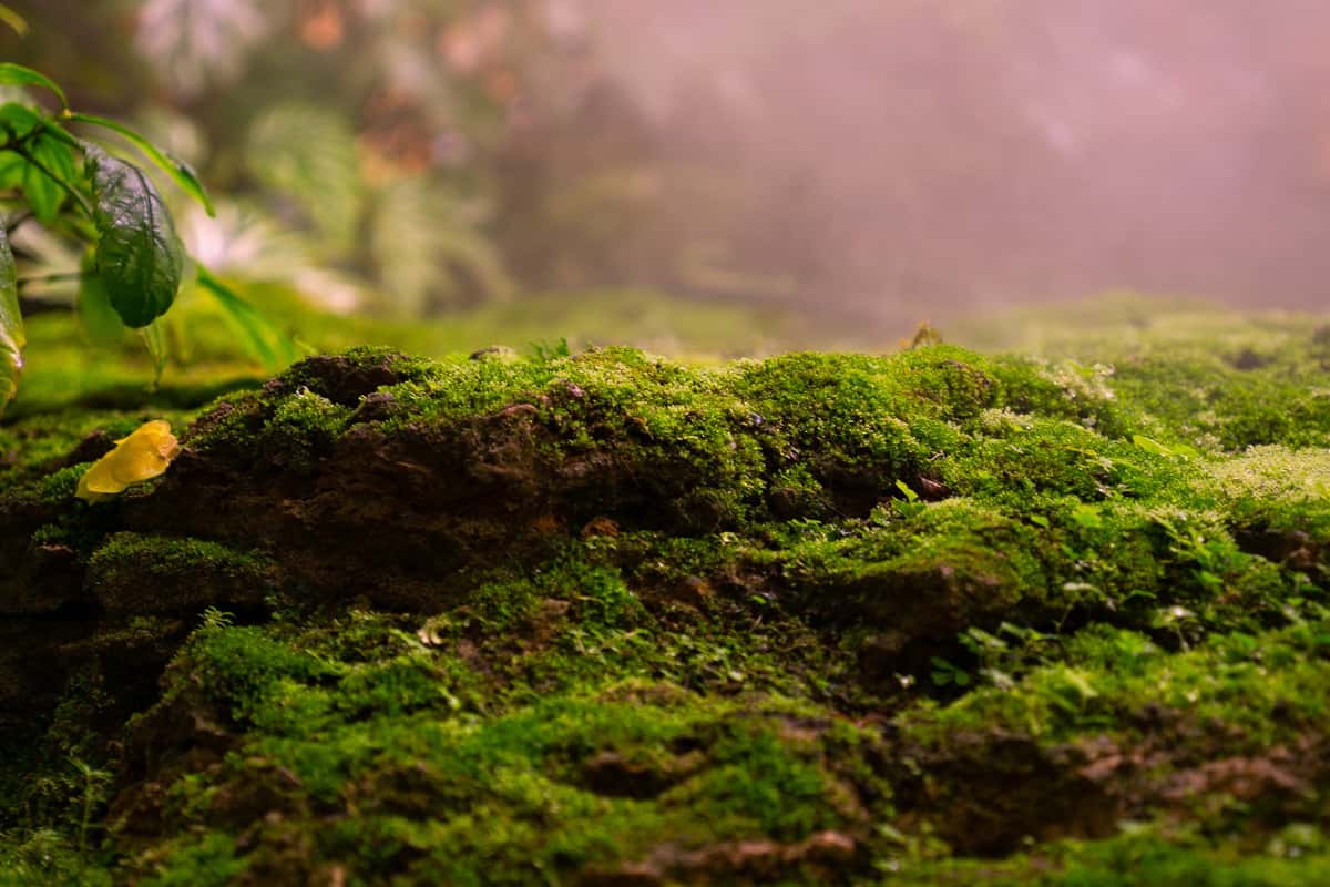 Up close photo of garden moss, Moss Fertilizer 101: How to Feed Your Moss and Keep It Healthy
