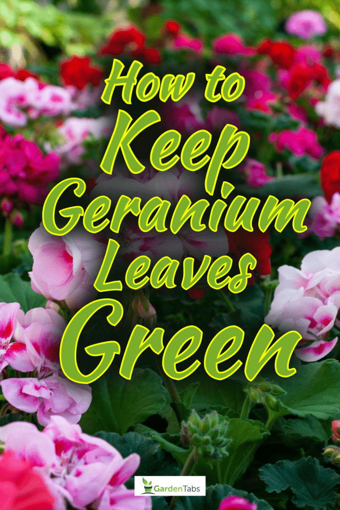 Various colors of blooming geraniums, How To Keep Geranium Leaves Green: Tips And Tricks For Healthy Foliage
