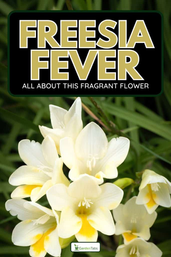 View of white Freesia leichtlinii flowers, Freesia Fever: Everything You Need to Know About Planting This Fragrant Flower