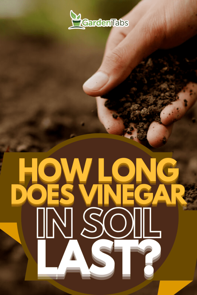 Vinegar In Soil: How Long Does It Last?