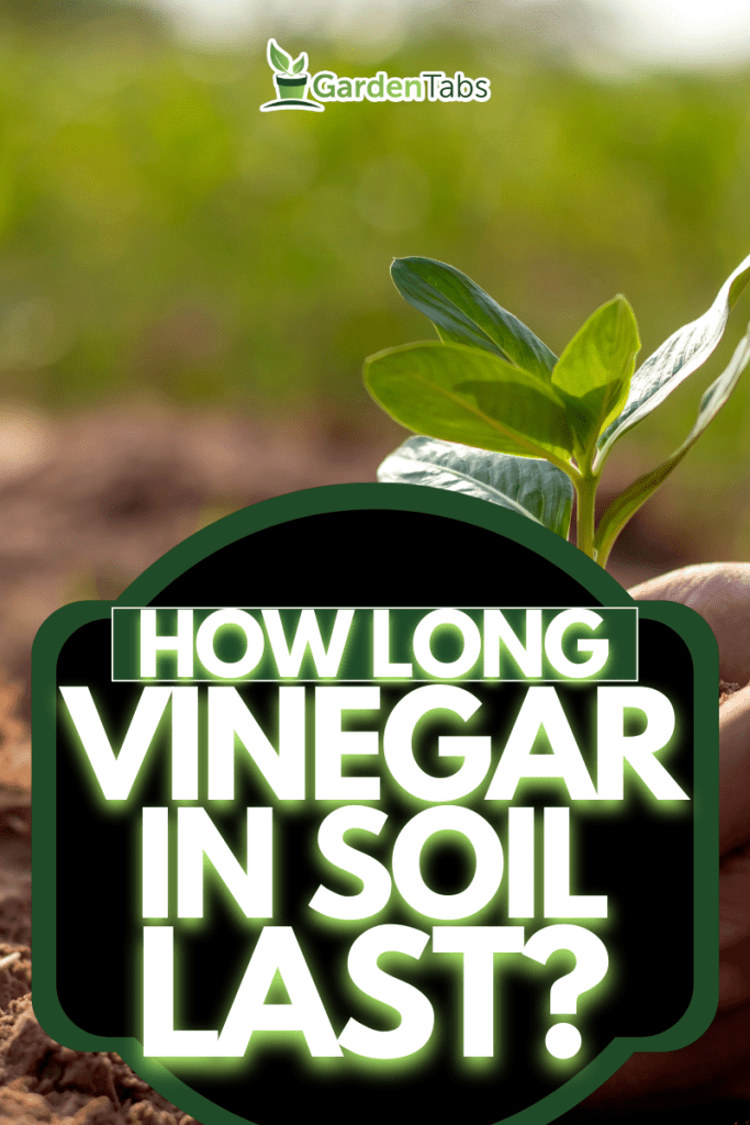 Vinegar In Soil: How Long Does It Last?
