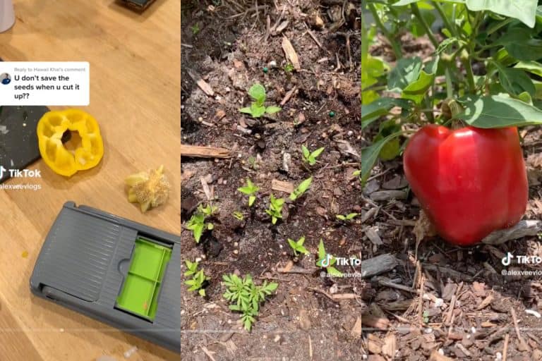 Three screenshots of a tiktok showing how to plant bell pepper seeds and the results with a big red pepper