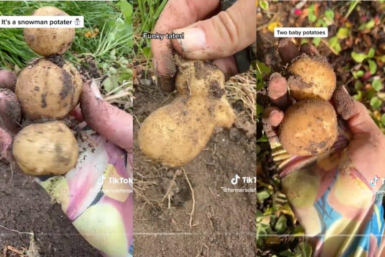 Three screenshots of an abundant potato harvest
