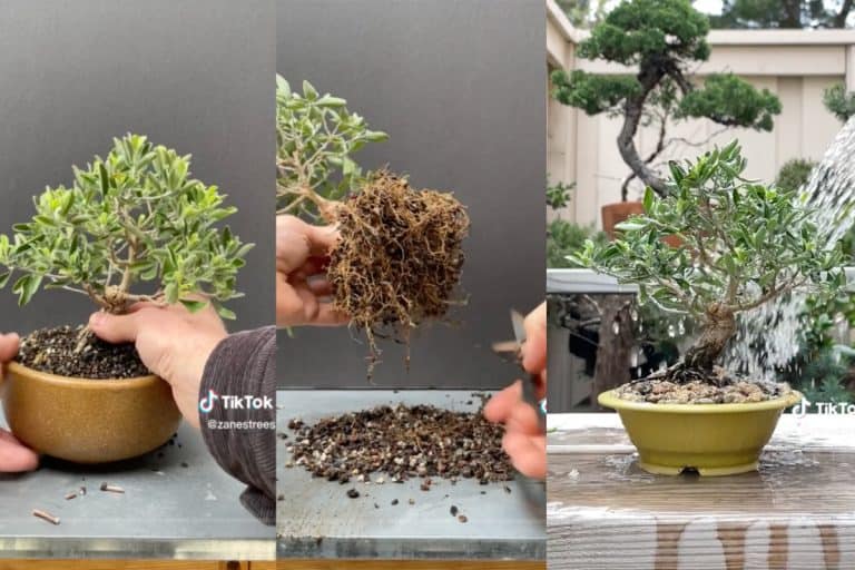 Three Tiktok screenshots of Texas sage bonsai.