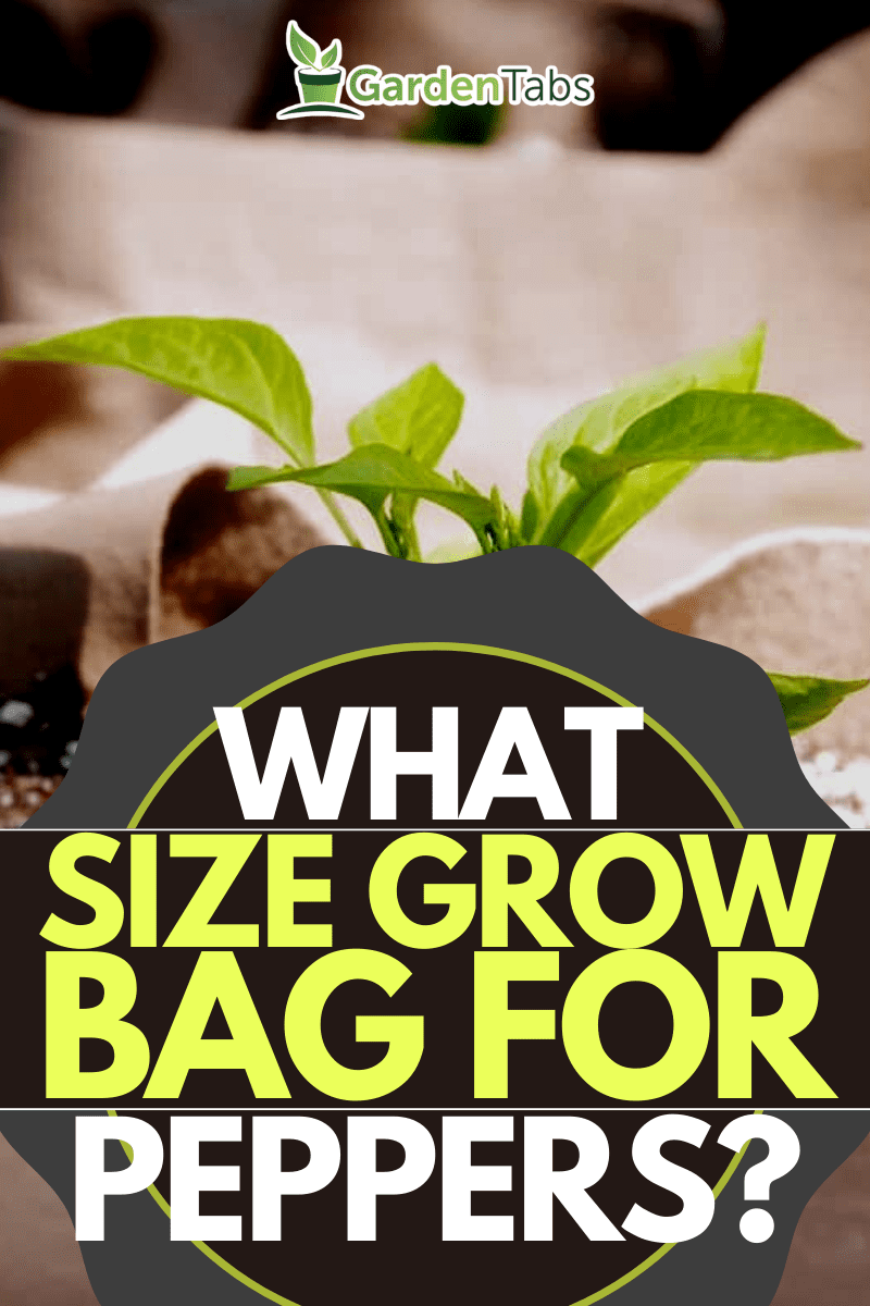 Seedling Planted in a Grow Bag, What Size Grow Bag For Peppers?