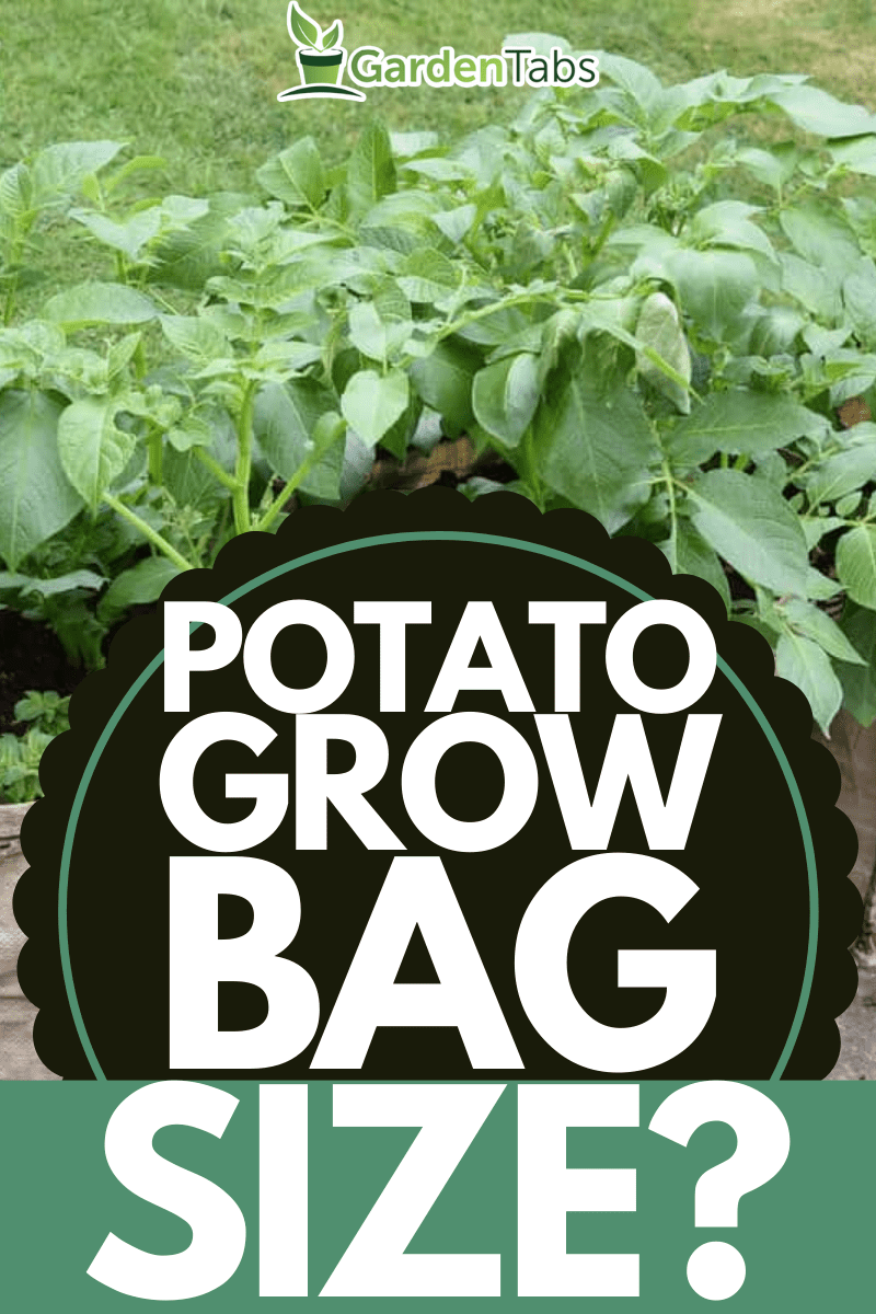 Growing potatoes in the garden., What Size Grow Bag For Potatoes?