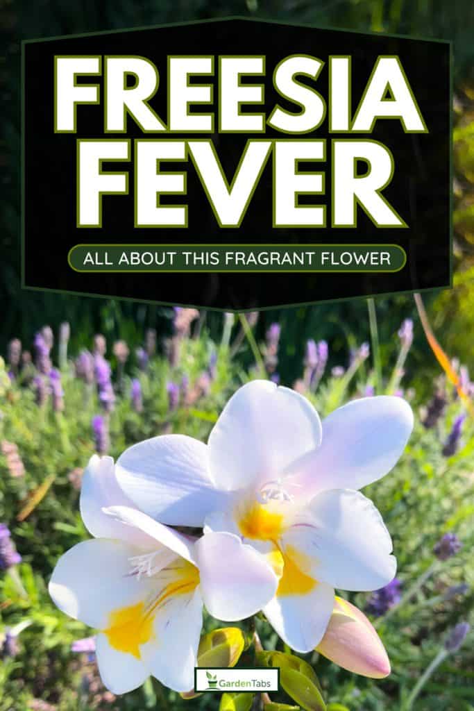 White freesias and lavender flowers in a spring garden, Freesia Fever: Everything You Need to Know About Planting This Fragrant Flower