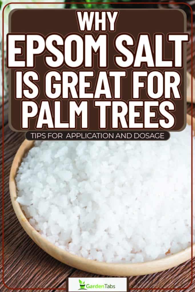Why Epsom Salt Is Great For Palm Trees: Tips For Application And Dosage