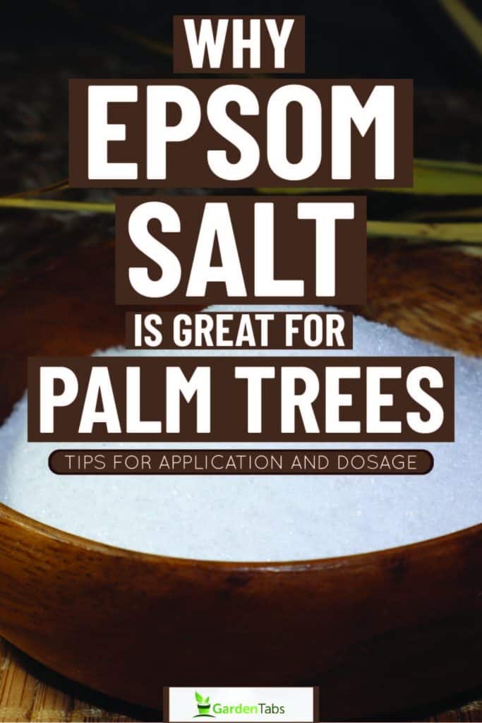 Why Epsom Salt Is Great For Palm Trees: Tips For Application And Dosage