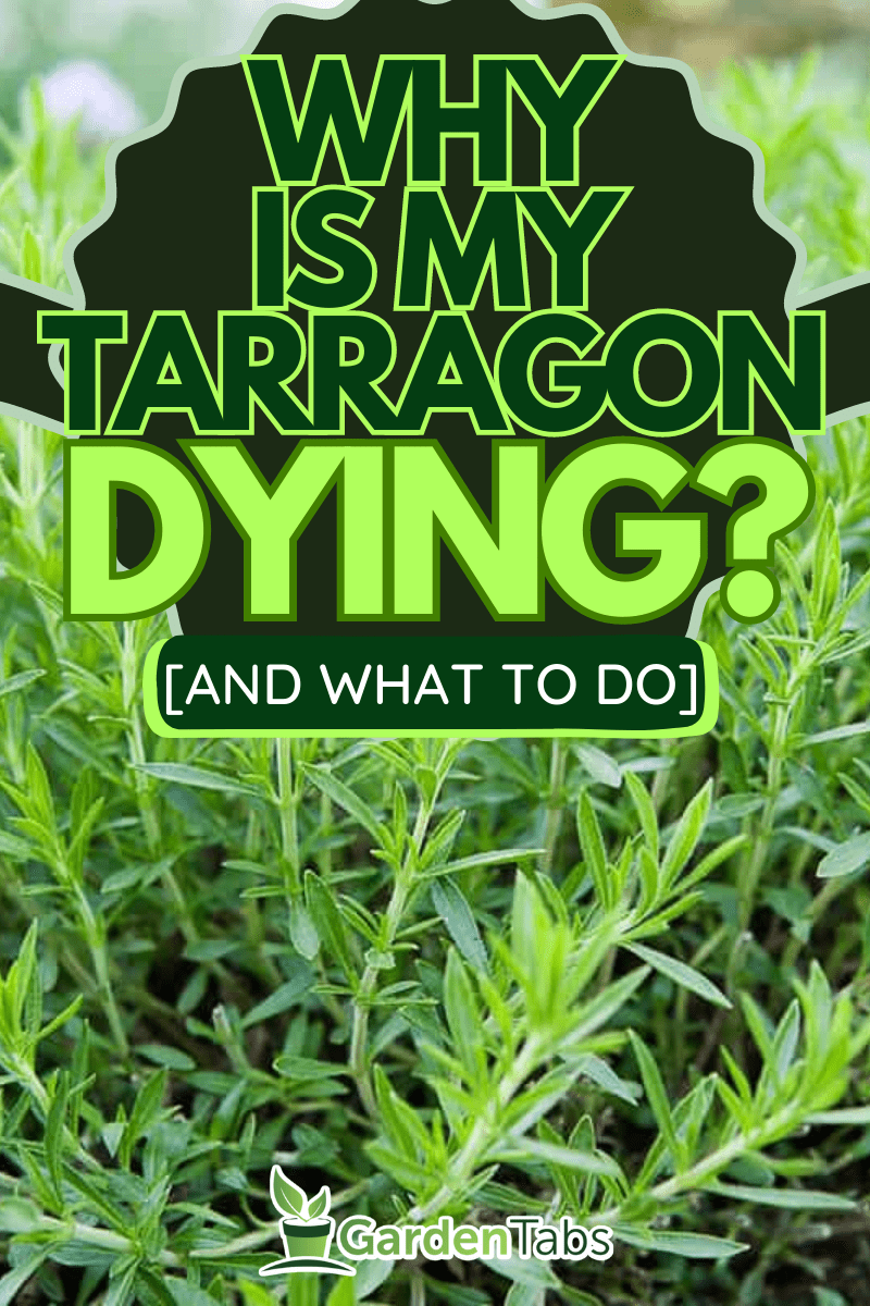 Fresh GREEN tarragon in a herb garden, Why Is My Tarragon Dying? [And What To Do]