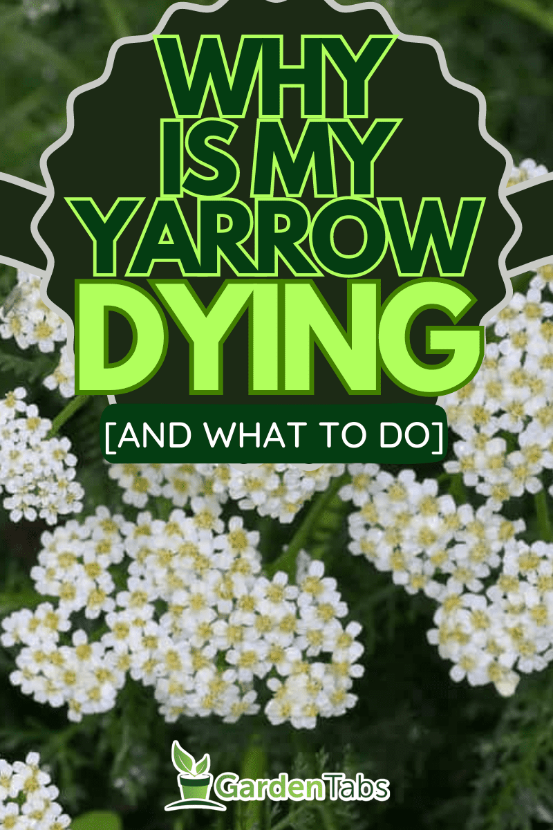 yarrow or common yarrow (Achillea millefolium), Why Is My Yarrow Dying [And What To Do]