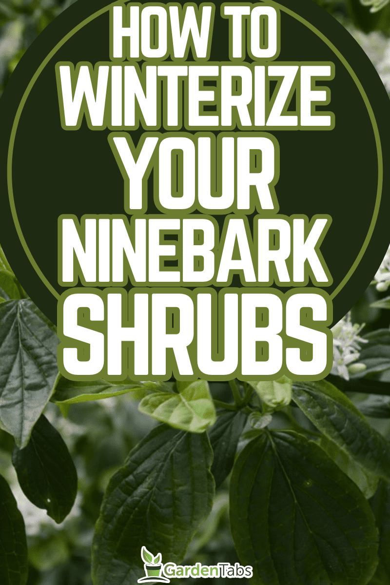 Winterizing Your Ninebark Shrubs: A How-To Guide