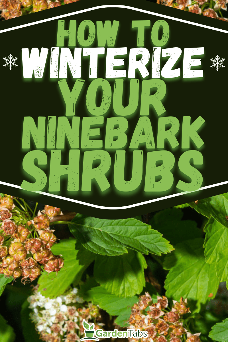 Winterizing Your Ninebark Shrubs: A How-To Guide