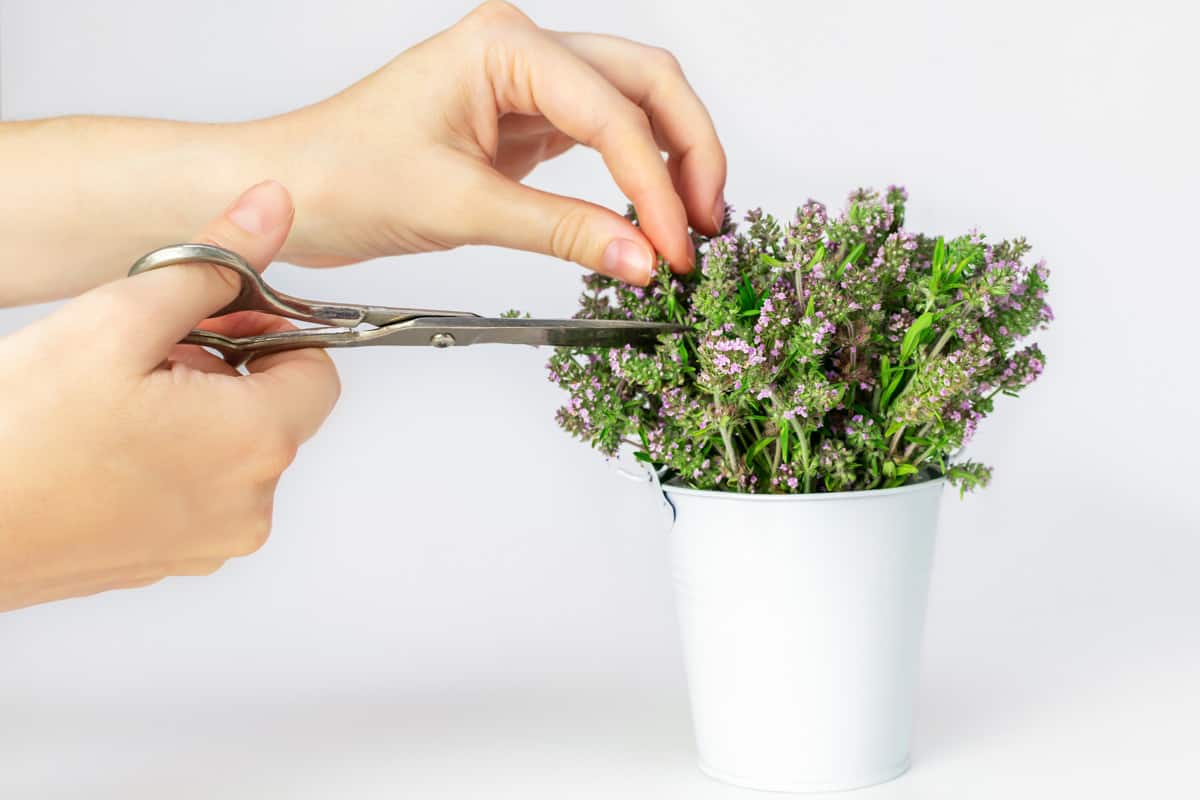 Woman cut sprigs of fragrant mother-of-thyme herb with scissors in the kitchen.