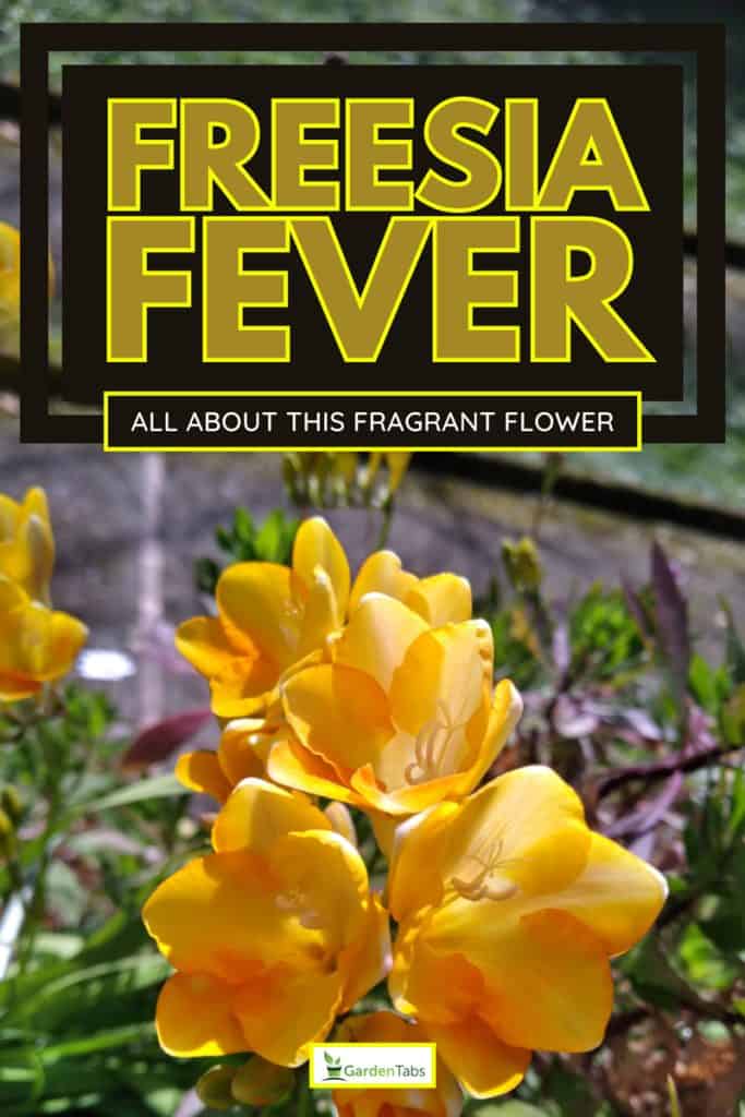 Yellow freesia flower, Freesia Fever: Everything You Need to Know About Planting This Fragrant Flower