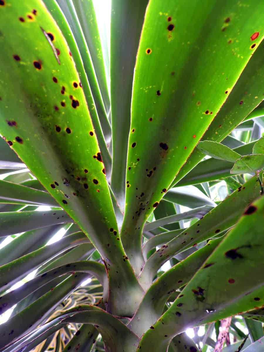 Yucca gigantea plant leaves, also know as Itabo, blue-stem yucca or giant yucca. Costa Rica.