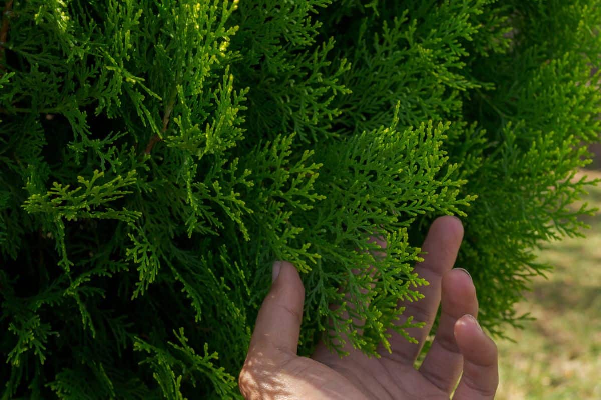 a hand taking care of a small cypress tree