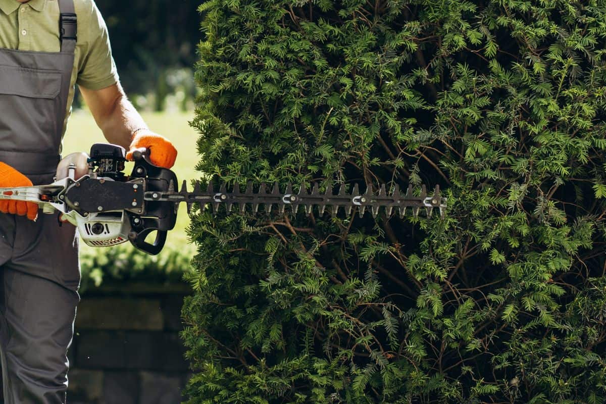 an worker cutting bushes with an electric saw in the yard