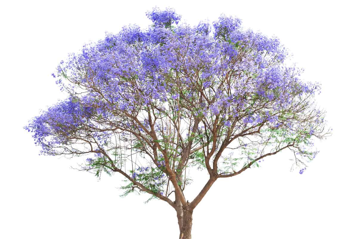 beautiful blooming Jacaranda tree isolated on white background
