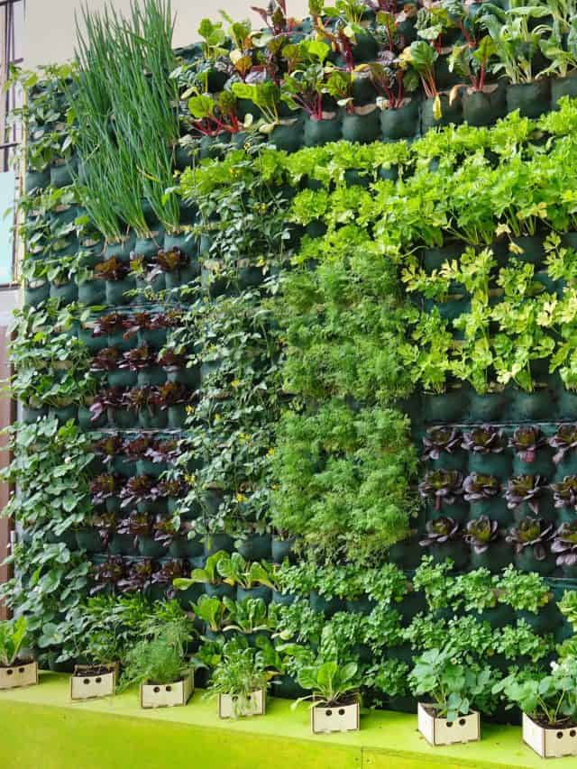 Florence,,Italy,-,April,28,2017:,Vertical,Vegetable,Garden
