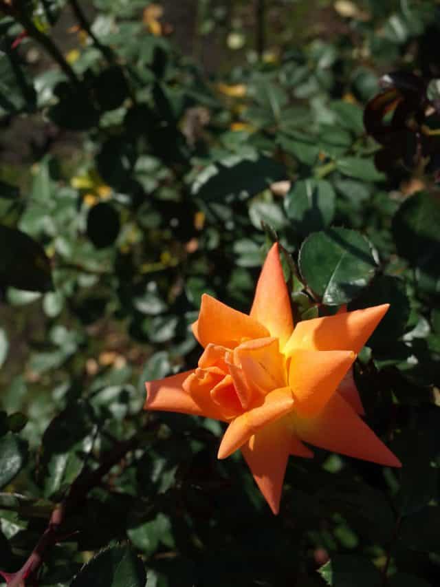 Orange,Flower,Of,Rose,'golden,Slippers',In,Full,Bloom
