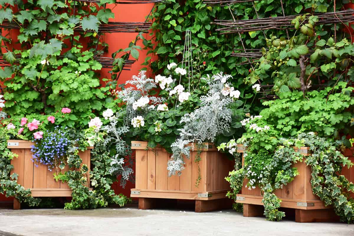 garden in planter boxes