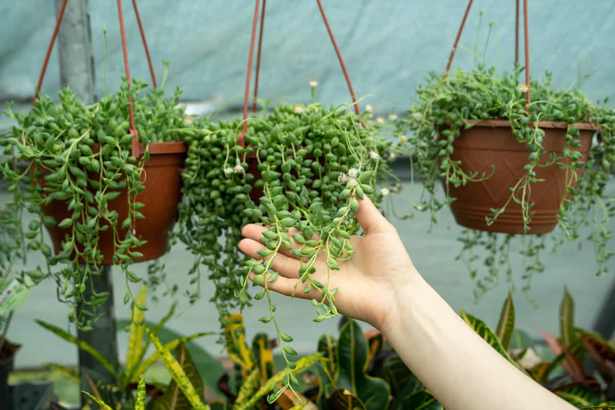 gardener woman hand holding hanging Senecio Rowleyanus commonly known as a string of pearls