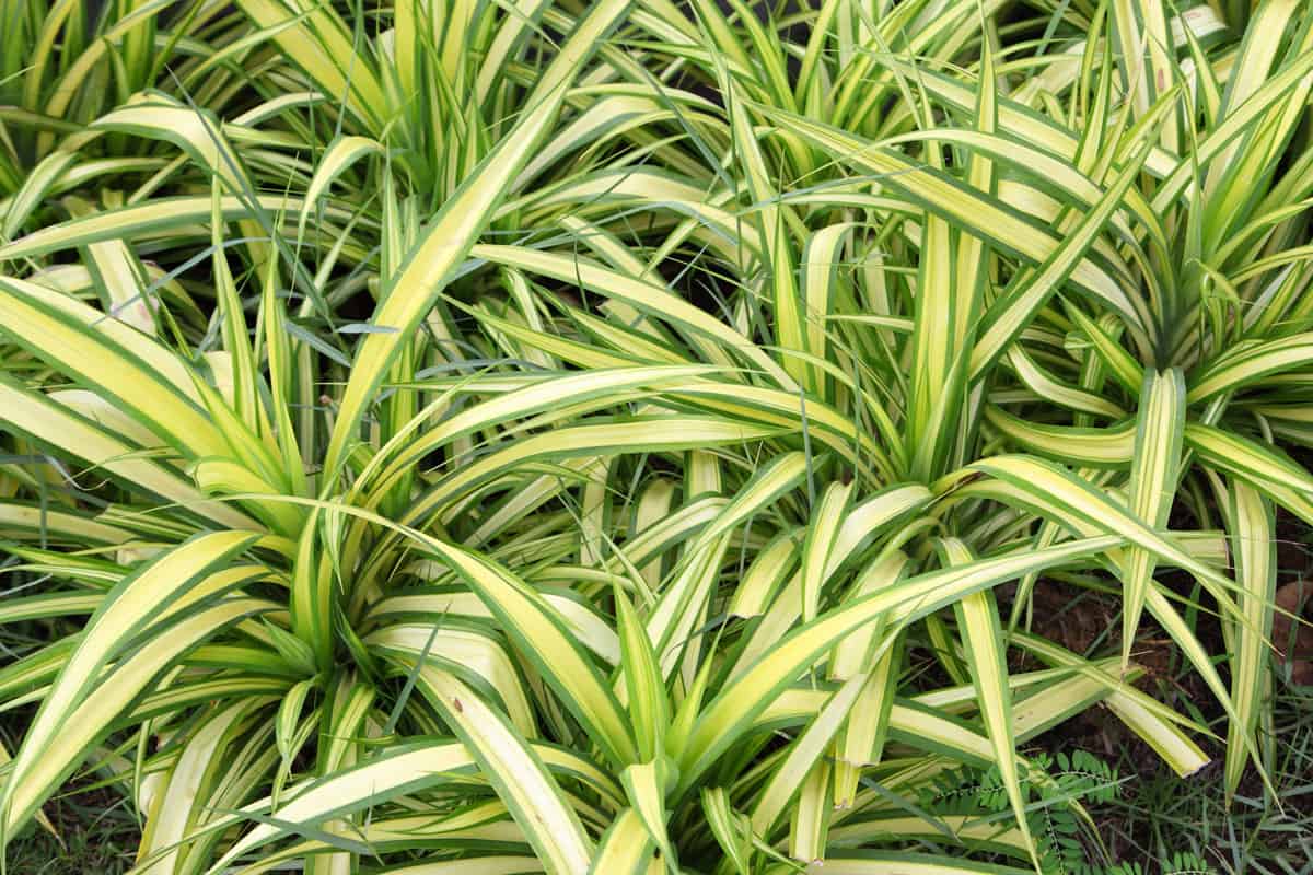 green leaves of Chlorophytum comosum. ( spider plant )
