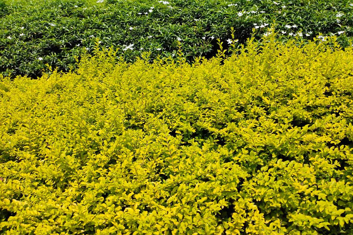 greenery in the garden a ligustrum, golden japanese