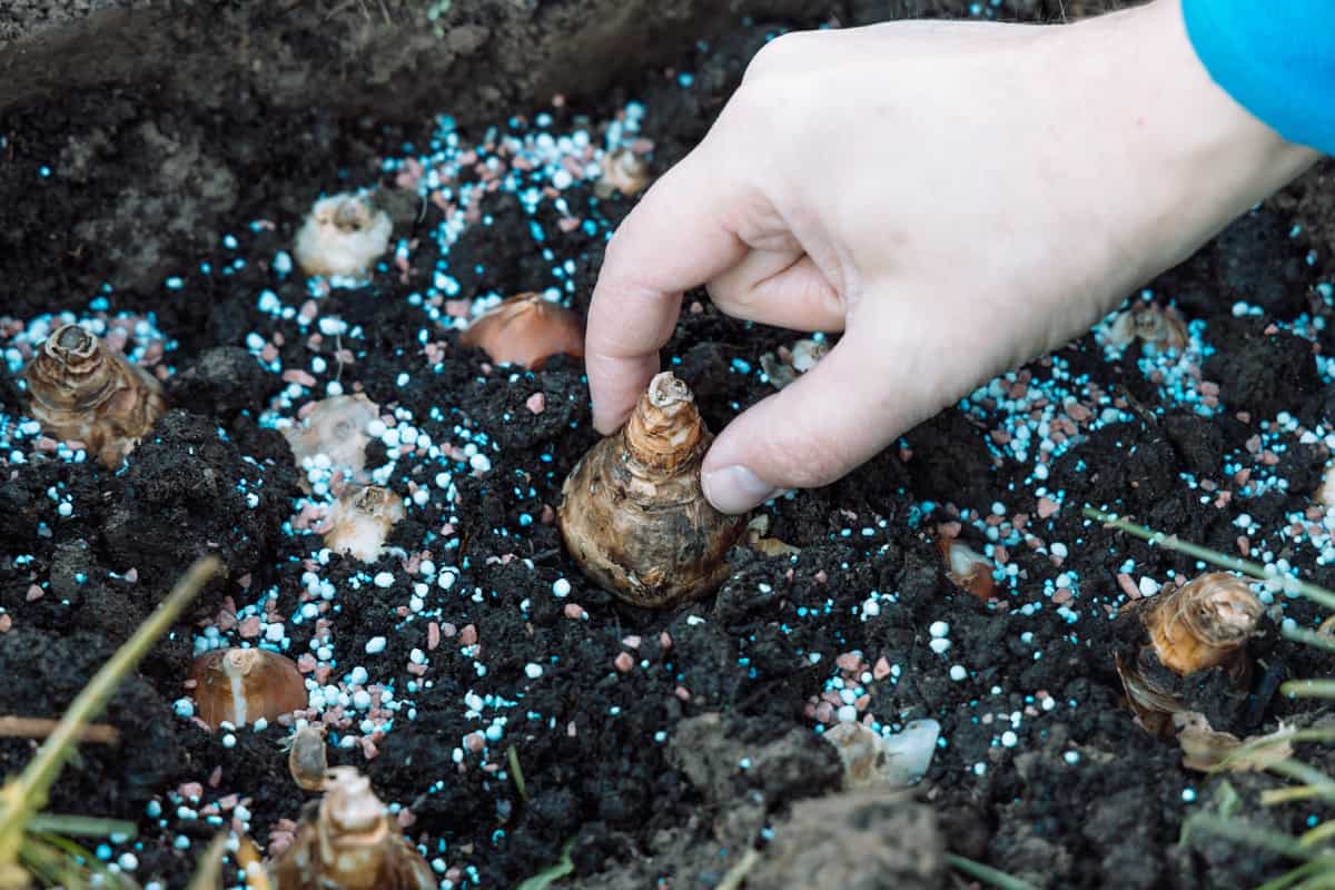 hand sadi in soil-soil flower bulbs