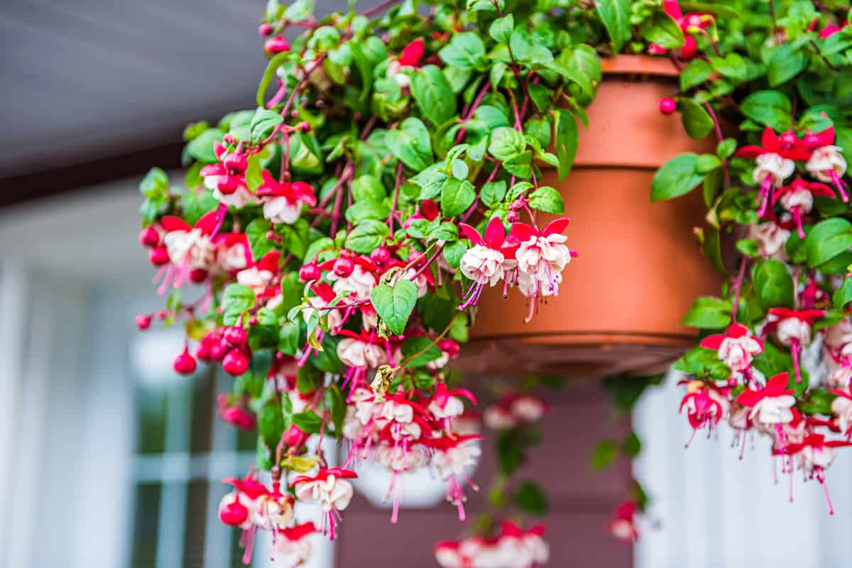 hanging red and white fuchsia flowers potted plant basket at porch of home house
