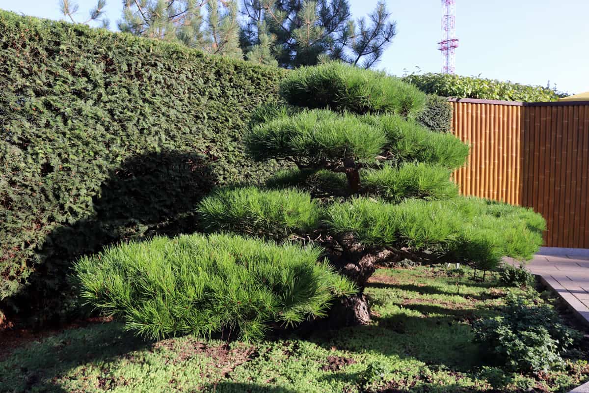 park of sanatorium Aivazovskoe. Crimean pine tree grown in bonsai style - exhibit of the Japanese garden