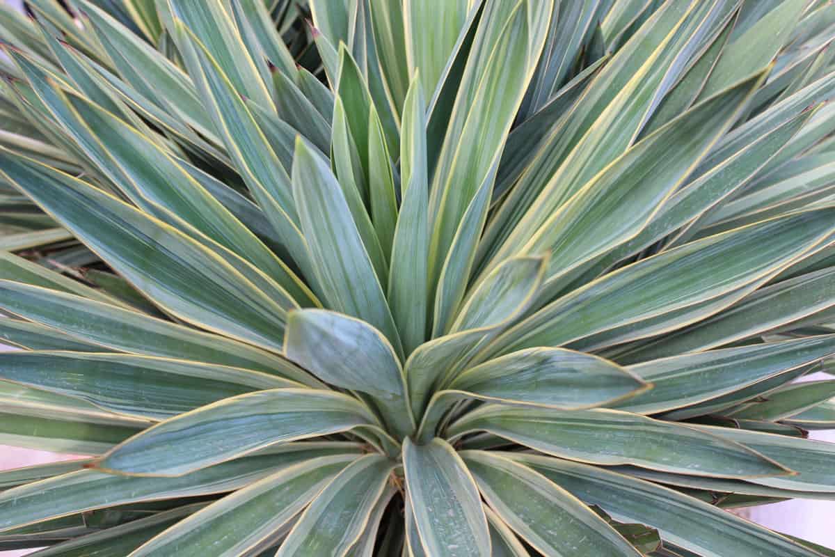 tropical yucca plants