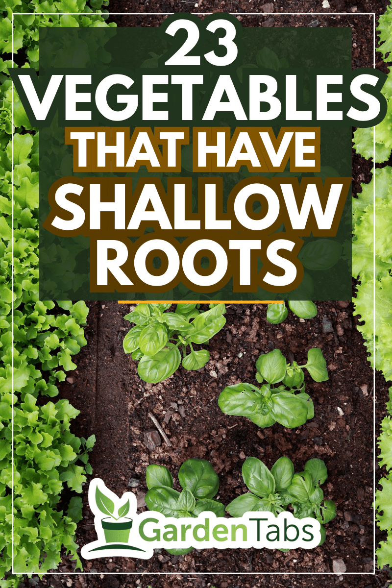 vegetable garden. - 23 Vegetables That Have Shallow Roots
