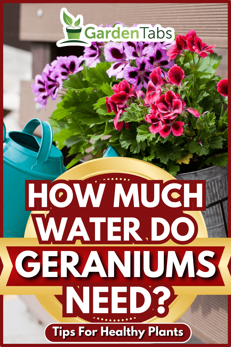 watering colorful geranium flowers with watering can in the backyard garden of the house. - How Much Water Do Geraniums Need?  Tips For Healthy Plants