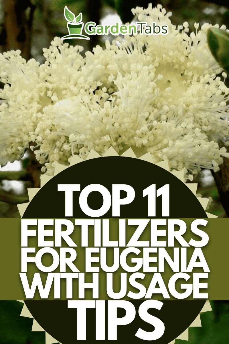Blooming eugenia flower, 11 Best Fertilizers For Eugenia - And How To Use Them