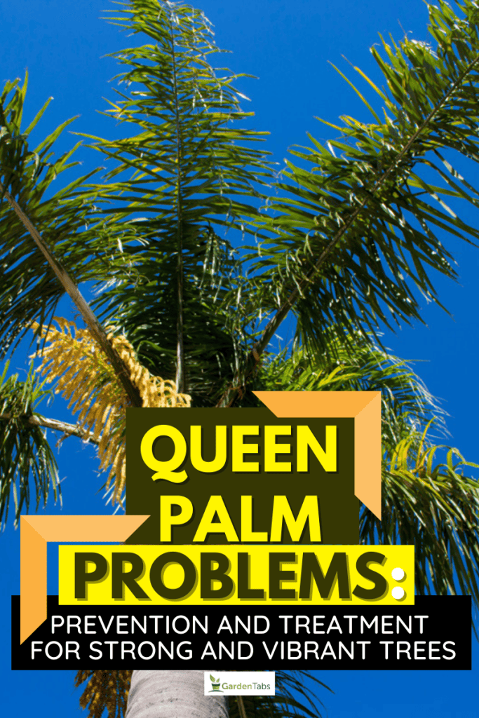 Queen Palm Problems: Prevention And Treatment For Strong And Vibrant Trees