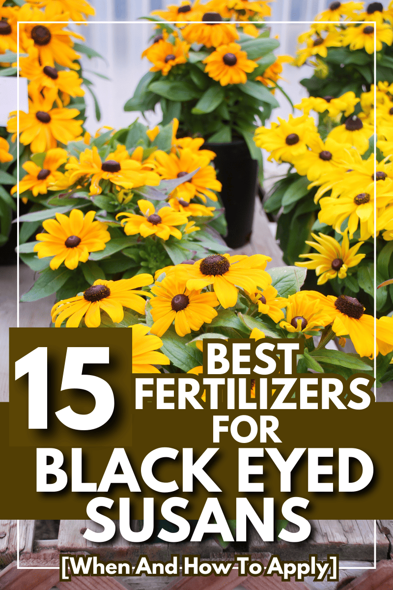 Yellow black-eyed Susans, Rudbeckia hirta, flowering in a summer garden. potted plant. - 15 Best Fertilizers For Black Eyed Susans [When And How To Apply]