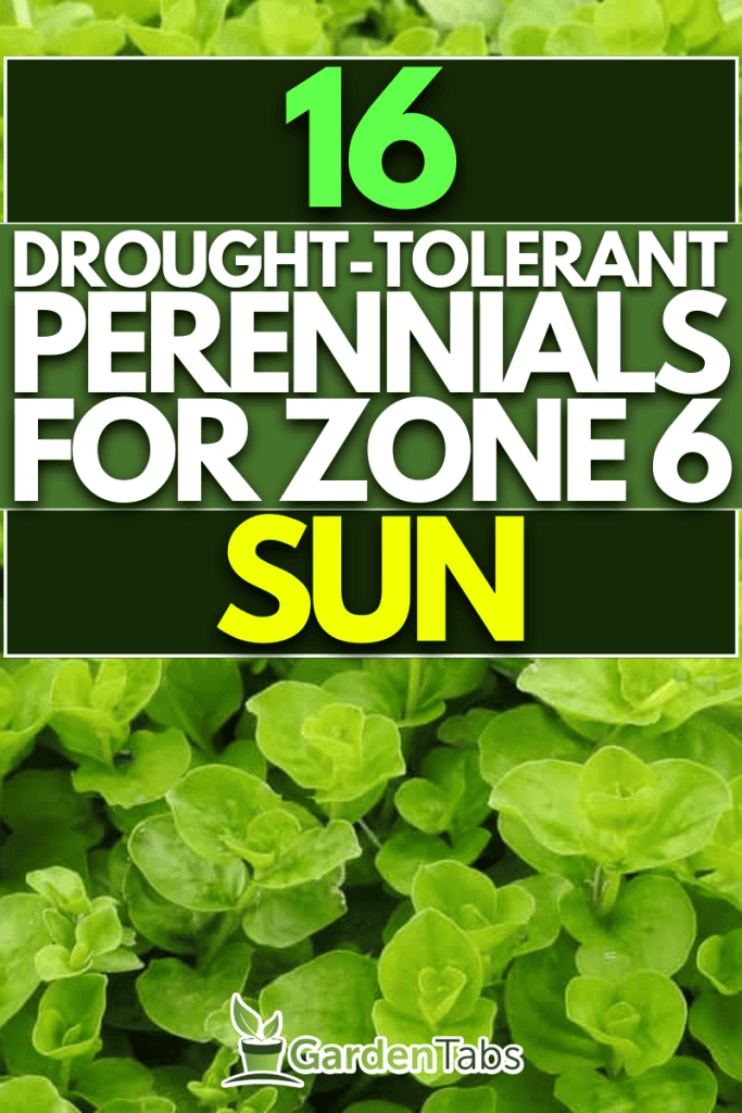 16 Zone 6 Perennials That Are Full Sun And Drought Tolerant