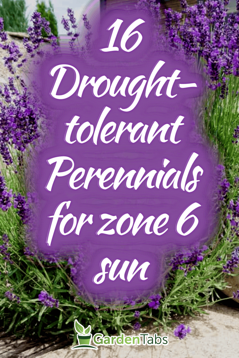 16 Zone 6 Perennials That Are Full Sun And Drought Tolerant